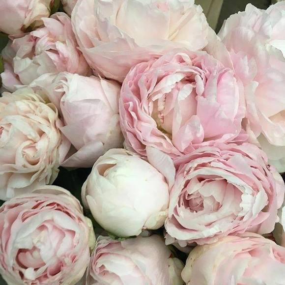 Meet your Posher, Veronica - Picture 1 of 1